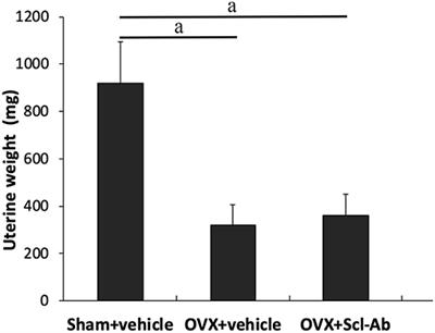 Sclerostin Antibody Mitigates Estrogen Deficiency-Inducted Marrow Lipid Accumulation Assessed by Proton MR Spectroscopy